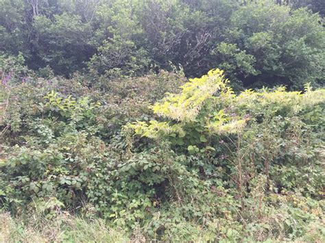 The Ultimate Guide On How To Identify Japanese Knotweed In The Autumn