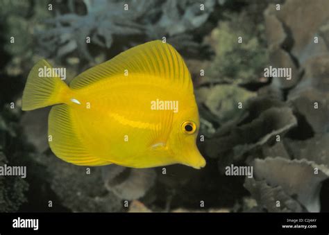 Yellow Tang Yellow Sailfin Tang Surgeon Fish Zebrasoma Flavescens