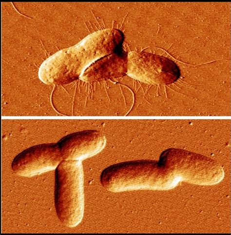 Dangerous Bacterial Biofilms Have A Natural E Eurekalert