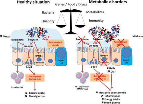 Major Mechanisms Involved In The Crosstalk Between Microbes And Host