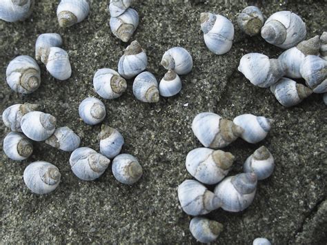 Blue Periwinkle Climatewatch Australia Citizen Science App