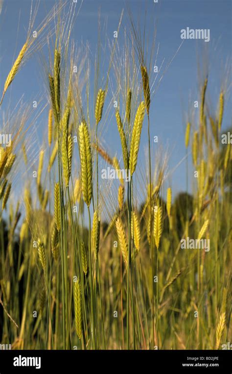 Einkorn Wheat Triticum Monococcum Unripe Ears On A Field Stock Photo