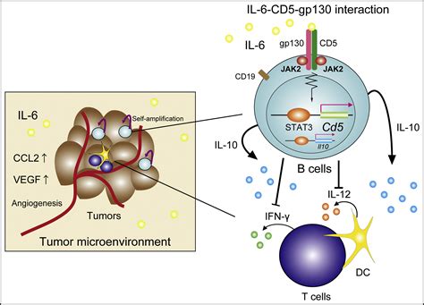 Cd5 A New Partner For Il 6 Immunity