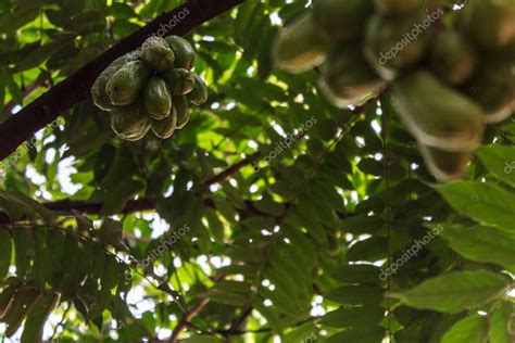 El Fruto Verde De Bilimbi Bilimbing Pepino Rbol Acedera Averrhoa