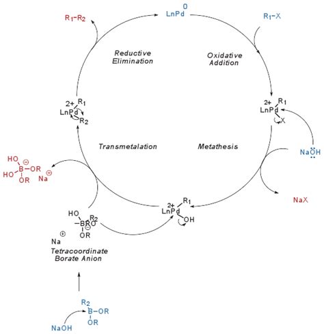 senzor Zkušený člověk nic suzuki cross coupling reaction mechanism Hrom ...