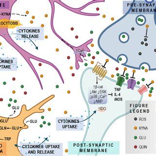 Role Of Kynurenic Acid In Neurodegeneration The Interplay Between