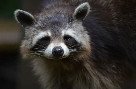 Sick raccoon symptoms, be safe and look out for these – Critter clean out