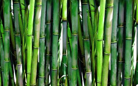 Our Blog Benefits of Bamboo Products: Sustainability and Style Combined ...