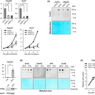 TET1 Knockdown Inhibits Proliferation Of Hepatoma Cell Lines A