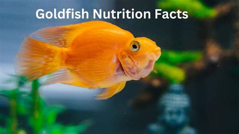 Discover The Surprising Goldfish Nutrition Facts Nutritionzx