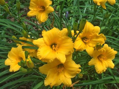 How To Grow And Care For Daylilies Flowers Perennials Daylilies