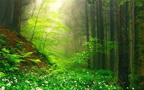 Spring Serenity A Fog Kissed HD Wallpaper Of Nature S Beauty