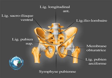 Ligamentaire