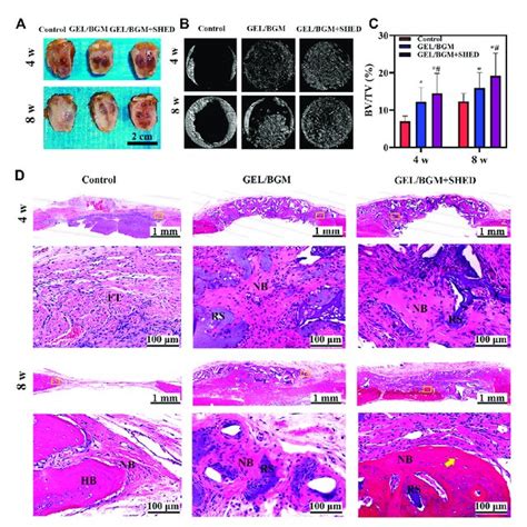 Evaluation Of In Vivo Bone Regeneration In Rat Cranial Defects After