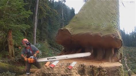 Amazing Fastest Skill Cutting Big Tree Chainsaw Machines Heavy Biggest Felling Tree Machine