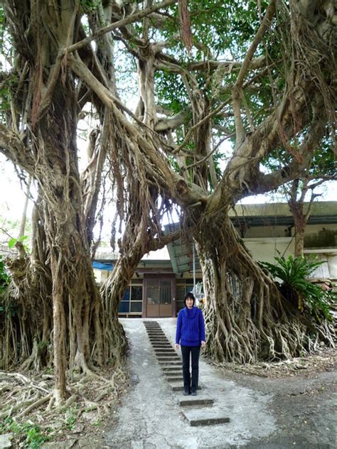 The Okinawa Farmers Banyan Tree A Closer Look A Photo On Flickriver