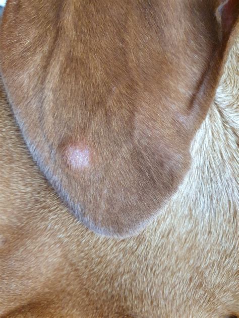 My vizsla has a lump that has appeared on his ear | Hungarian Vizsla Forums