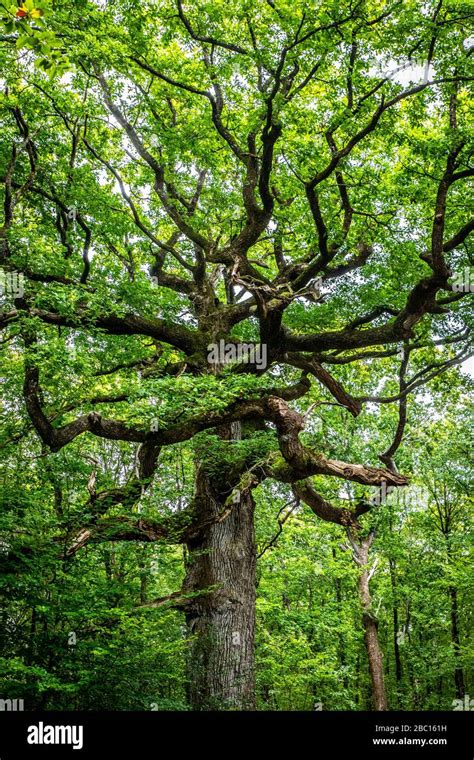 Arbre Remarquable De France Banque De Photographies Et Dimages à Haute