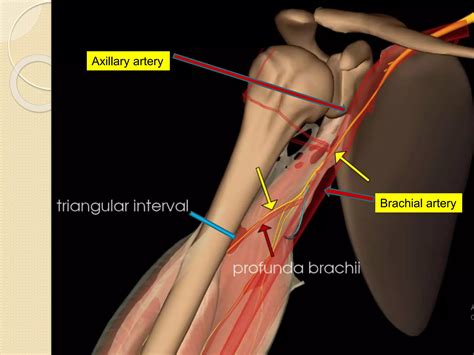 Peripheral Nerves Of Upper Limb [radial Median And Ulnar Nerve] Ppt