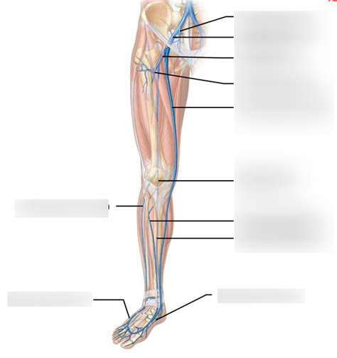 Leg Vein Blood Vessels Diagram Quizlet