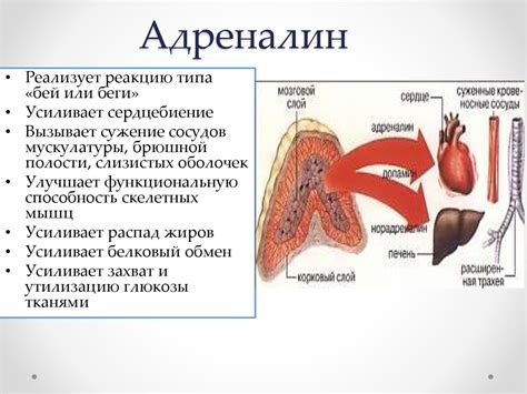 Гормоны и их участие в метаболизме - online presentation