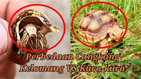 Perbedaan Cangkang Kura Kura Dan Kelomang YouTube