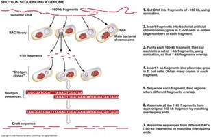 😍 Shotgun Method Shotgun Metagenomic Sequencing 2019 02 26