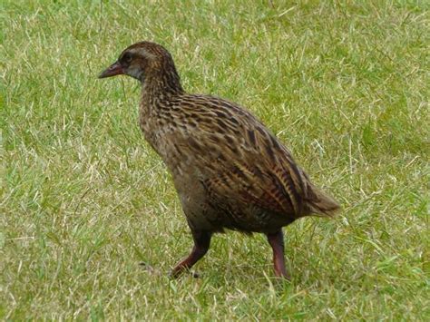 Weka - Alchetron, The Free Social Encyclopedia