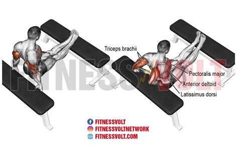 Bench Dip Triceps Exercise Guides And Videos