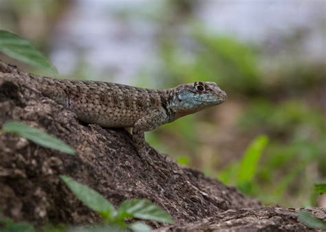 Eastern Collared Spiny Lizard Tropidurus Teyumirim Mato Flickr