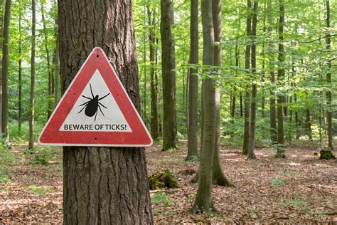 12 Best Tick Repellents In 2022 How To Prevent Tick Bites