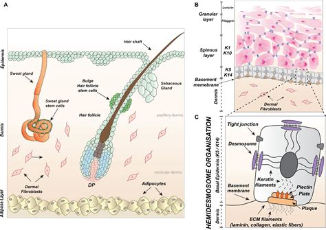 Frontiers An Intrinsic Oscillation Of Gene Networks Inside Hair