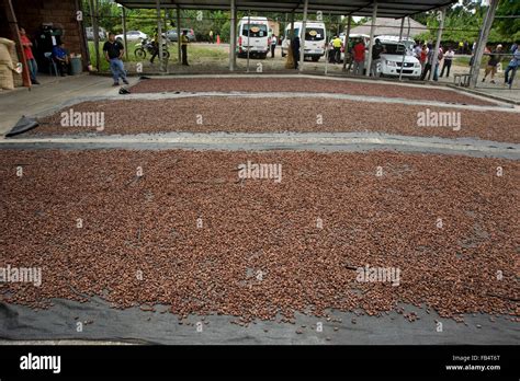 Cocoa Beans Drying In Sun At Factory In Ecuador Stock Photo 92919872