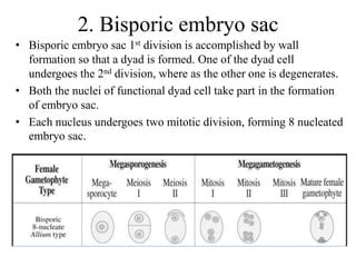 Types Of Embryo Sac PPT