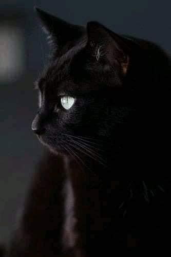 Pretty Cats Beautiful Cats Animals Beautiful Cute Black Cats White