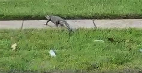 Louisiana Swamp Tour Guide Jumping Into Swamp And Feeding Alligators