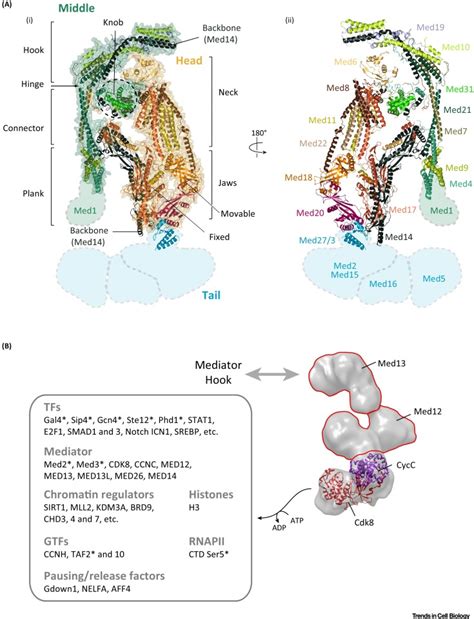 The Mediator Complex At The Nexus Of Rna Polymerase Ii Transcription