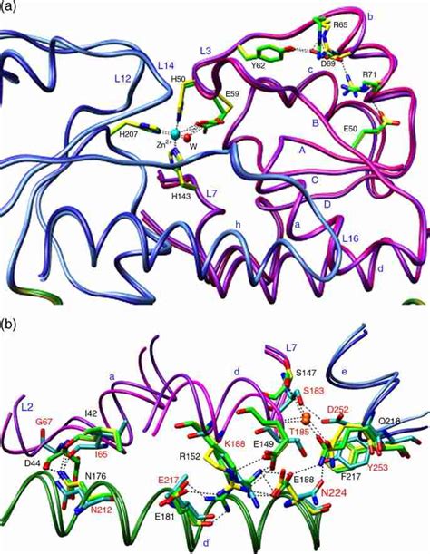 Hydrogen Bonding Network And Inter Domain Interactions In Znua