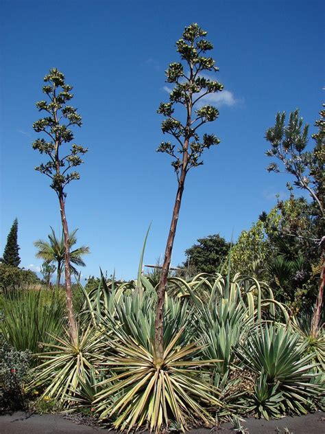 Agave Ideell Plante For Hage