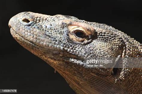 Komodo Dragon Eye Photos and Premium High Res Pictures - Getty Images