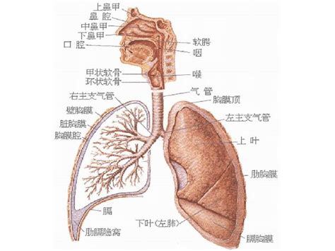 第六章 呼吸系统学生word文档在线阅读与下载免费文档