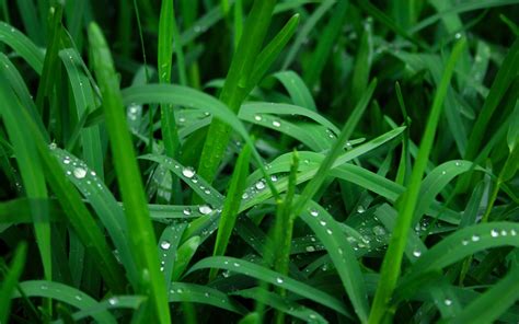 Green Grasses Grass Nature Water Drops Plants Hd Wallpaper Wallpaper Flare