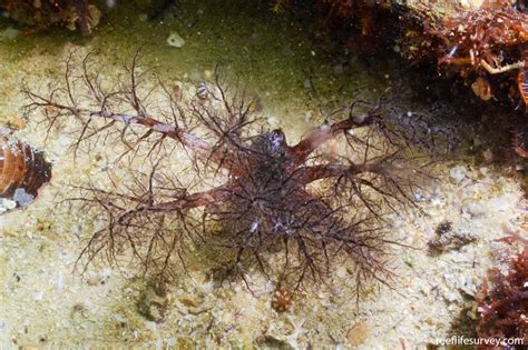 Pentacta doliolum - Mauve sea cucumber | Reef Life Survey