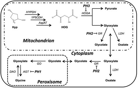 Figure From Metabolism Of C Hydroxyproline In Mouse Models Of