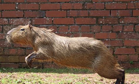 How Fast Can A Capybara Run Capybaratips