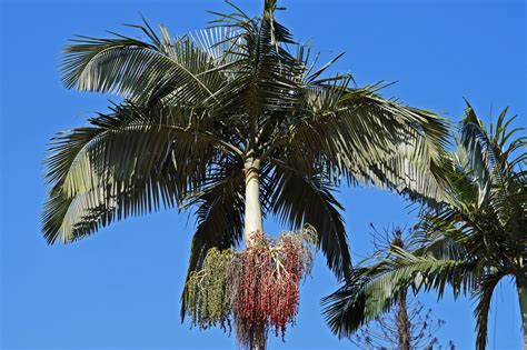 20 Wonderful Palm Trees For Your Australian Garden