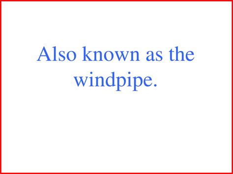 Circulatory and Respiratory Systems - ppt download