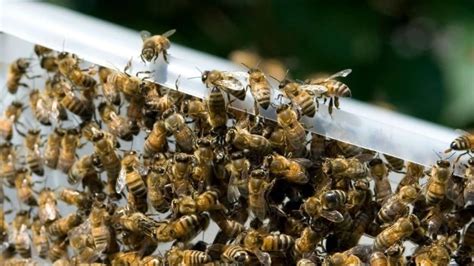 Apiculture What Is Apiculture