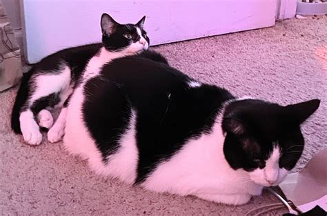 Just A Cow Cat Train Bobo Is The Caboose 🚂 Rcattrain