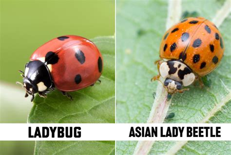 Why Are There Ladybugs In My House Integrated Pest Management Services